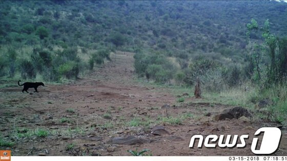 아프리카 케냐에서 발견됐던 흑표범. (자료사진) © 로이터=뉴스1