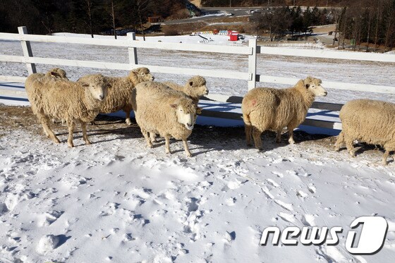 22일 강원도 평창군 대관령면에 자리한 하늘목장의 양들의 한가롭게 서 있다.2020.1.22/뉴스1 © News1 권혜민 기자
