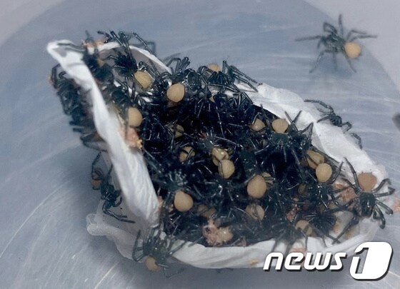 호주 랩타일파크에서 부화한 깔때기그물거미. © 로이터=뉴스1