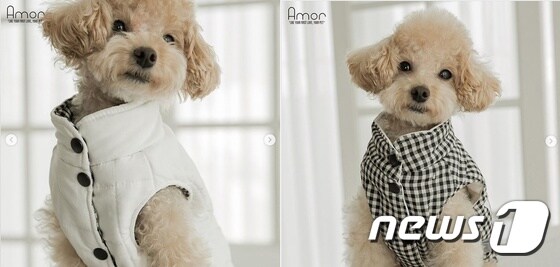 패딩 입은 강아지. 사진 아모르펫 제공 © 뉴스1