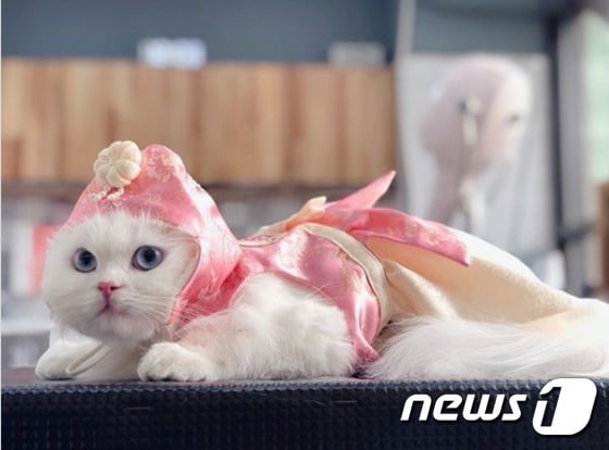 한복 입은 고양이. 사진 인스타그램 itsvenusjupiter © 뉴스1