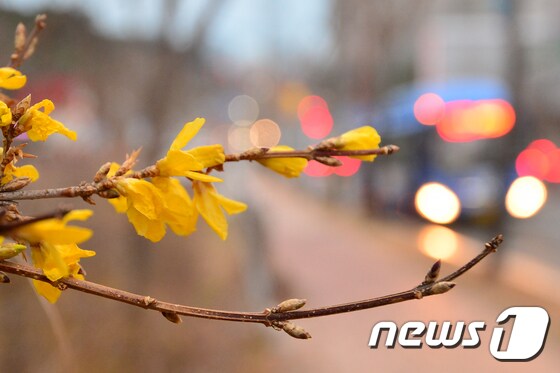 개나리가 꽃망울을 터뜨리고 있다. 2020.1.6/뉴스1 © News1 최창호 기자