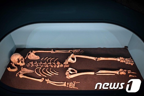 프랑스 한 박물관에 전시된 네안데르탈인 뼈© AFP=뉴스1