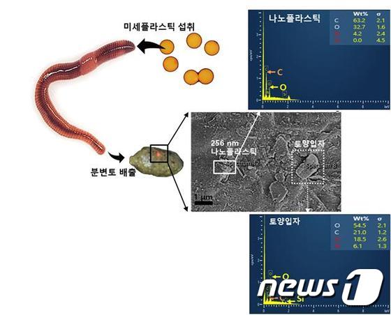 지렁이에 의해 작게 쪼개진 나노플라스틱 배출 규명 모식도(한국연구재단 제공) ©뉴스1