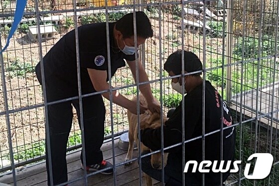 김재영 국경없는수의사회 대표는 25일 경기 용인시의 한 사설 동물보호소에서 의료 봉사를 진행했다. 사진 국경없는수의사회 제공 © 뉴스1