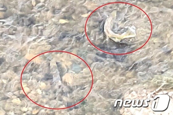 지난 25일 밀양강 예림교 일대에서 물길을 거슬러 올라가는 연어(빨간 동그라미 안)가 발견됐다. (한국강살리기네트워크 제공 영상 갈무리) /© 뉴스1