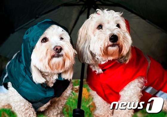 비옷 입은 강아지들. 사진 이미지투데이 © 뉴스1