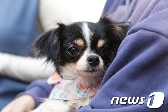 새 가족을 찾고 있는 치와와. 사진 서울유기동물입양센터 다시사랑받개 제공 © 뉴스1