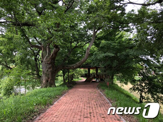 전남 함평 모정마을숲 © News1
