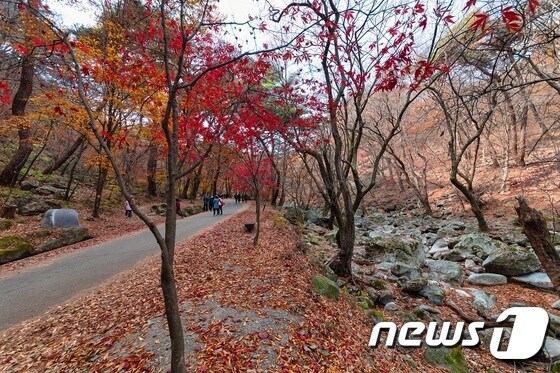 양평 용문산 계곡(경기관광공사 제공)/© 뉴스1