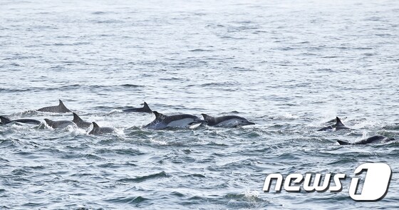 8일 오후 울산 앞바다에서 참돌고래들이 물살을 가르며 힘차게 헤엄치고 있다. 2020.11.8/뉴스1 © News1 윤일지 기자