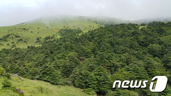 한라산의 구상나무 숲.(제주도 세계유산본부 제공) /© News1