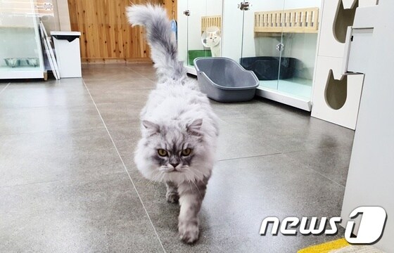 서울고양이입양카페에서 새 가족을 기다리고 있는 고양이. © 뉴스1 최서윤 기자