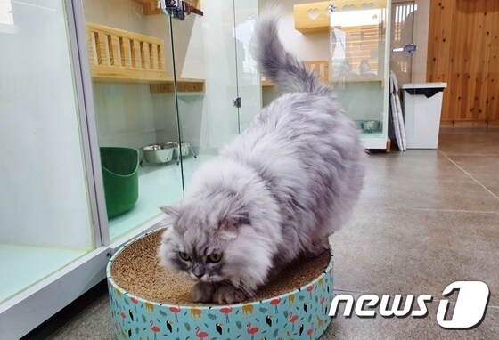 서울고양이입양카페에서 새 가족을 기다리고 있는 고양이. © 뉴스1 최서윤 기자