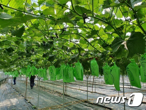 경북농업기술원이 개발한 나노멤브레인 기술 적용 과수봉지.© 뉴스1