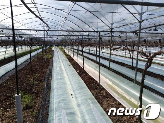 대전시 농업기술센터는 겨울철 이상고온에 따른 농작물 피해 주의를 당부했다.© 뉴스1