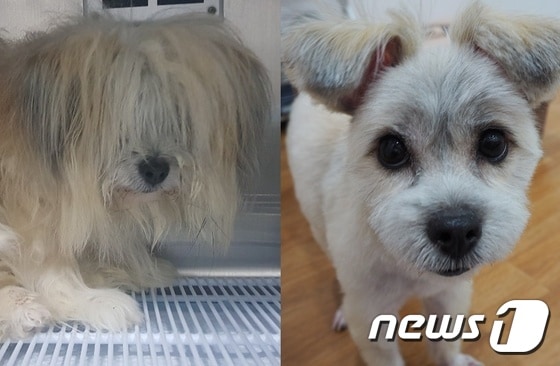 서울동물복지지원센터에 입소한 강아지 곤지 © 뉴스1