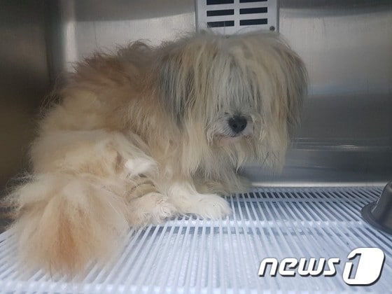 서울동물복지지원센터에 입소 직후 곤지의 모습 © 뉴스1