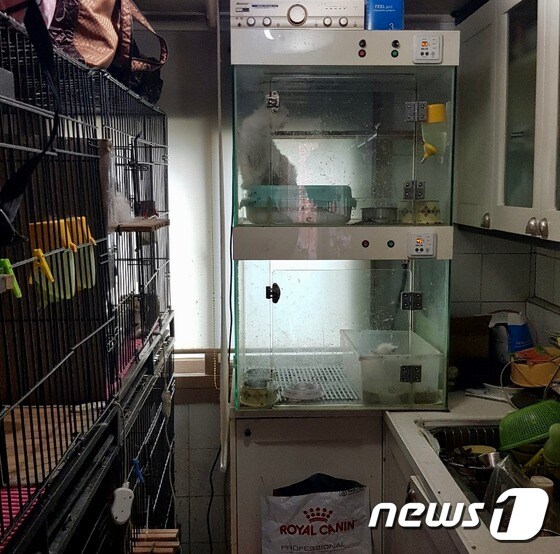 부산 수영구 한 2층짜리 주택에서 고양이 300여 마리가 작은 철장에 나뉘어져 사육되고 있는 현장이 발견됐다. (동물보호단체라이프(LIFE) 제공)© 뉴스1