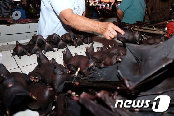말린 박쥐 © AFP=뉴스1