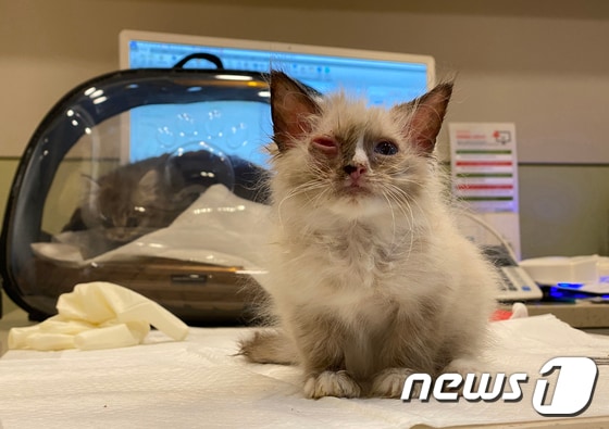 17일 오전 부산 해운대구 한 동물메디컬센터에서 치료를 받고 있는 새끼 고양이.  2020.2.17/뉴스1 © News1 여주연 기자