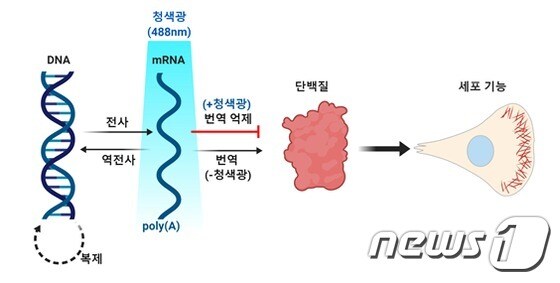 mRNA-LARIAT 광유전학 기술로 전령RNA(mRNA)의 이동과 단백질 합성을 조절하는 모식도. (IBS 제공) © 뉴스1