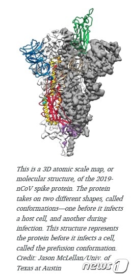 텍사스대학 연구진과미국 국깁보건원(NIH)가 코로나19 바이러스의 표면에서 사람을 감옄시키는데 핵심 역할을 수행하는 스파이크 단백질의 3차원 분자구조 를 지도화해 공개했다.(사진출처=텍사스대학 홈페이지 갈무리)© 뉴스1