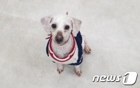 새 가족을 기다리고 있는 강아지 진주. 사진 경기도도우미견나눔센터 제공 © 뉴스1