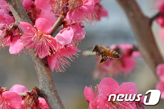 꿀벌의 봄 비행 