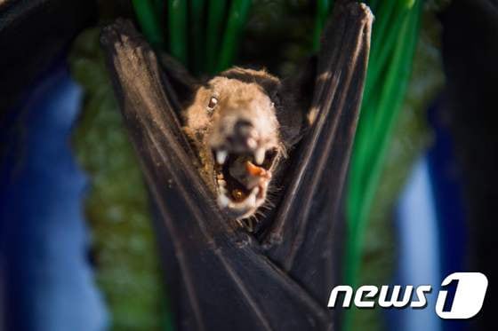 초록잎 채소 위에 올려진 박쥐 요리© AFP=뉴스1