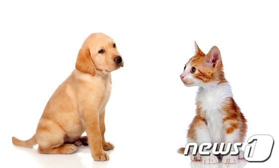 강아지와 고양이. 사진 이미지투데이 © 뉴스1