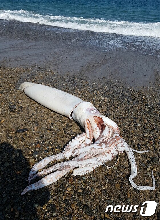 2일 오후 3시쯤 경북 포항시 남구 장기면 앞 해안에서 길이 3m정도의 대왕오징어가 죽은 채 발견됐다. (독자제공) 2020.3.2/뉴스1 © News1 최창호 기자