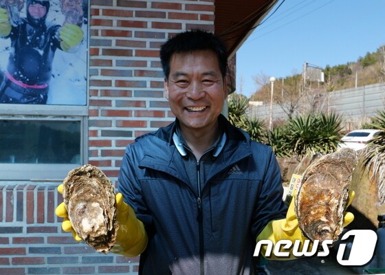하동군은 섬진강 벚굴 수확이 한창이라고 23일 밝혔다. 사진은 벚굴. © 뉴스1