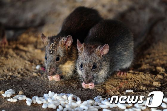 쥐 © AFP=뉴스1