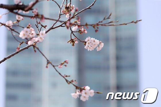 포근한 날씨를 보인 27일 오후 서울 여의도 윤중로에 핀 벚꽃들이 봄을 알리고 있다. 2020.3.27/뉴스1 © News1 김진환 기자