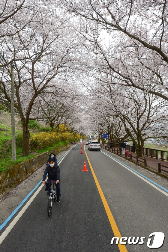 '자전거 타고 벚꽃길 달려요'
