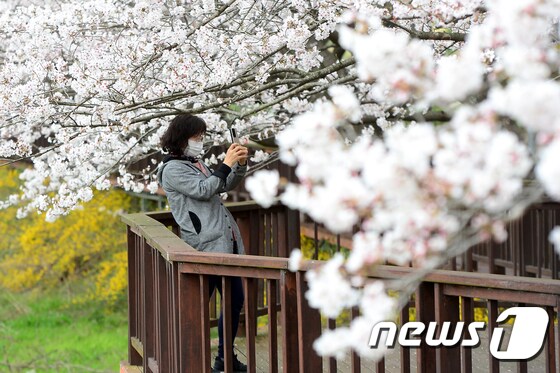 '만개한 벚꽃' 사진에 담는 시민