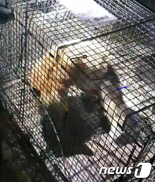 충북 청주의 한 아파트 단지에서 환경부 지정 멸종위기 야생동물인 여우가 포획됐다.(충북소방본부 제공) © 뉴스1
