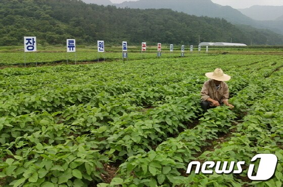 '논 타 작물 재배 지원사업'에 따라 논에 장류원류(콩)를 재배하는 모습.(순창군 제공)2020.3.6/© 뉴스1