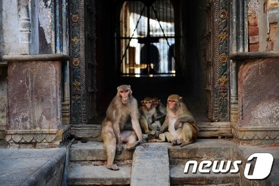 인도원숭이3 © AFP=뉴스1 © News1 이종덕 기자