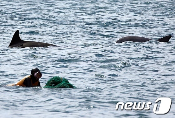 제주 해녀 주변에서 남방큰돌고래들이 헤엄치고 있다. 사진 핫핑크돌핀스 제공 © 뉴스1
