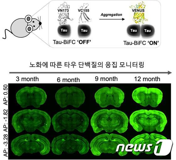 연구진은 정상 타우 단백질에는 반응하지 않지만, 변이된 타우 단백질 응집이 일어나면 형광이 켜지는 시스템을 개발했다.(위) 쥐의 노화에 따라 타우 단백질 응집이 많아 형광 반응이 많이 일어나고 있다.(아래) (한국과학기술연구원 제공) 2020.04.21 / 뉴스1