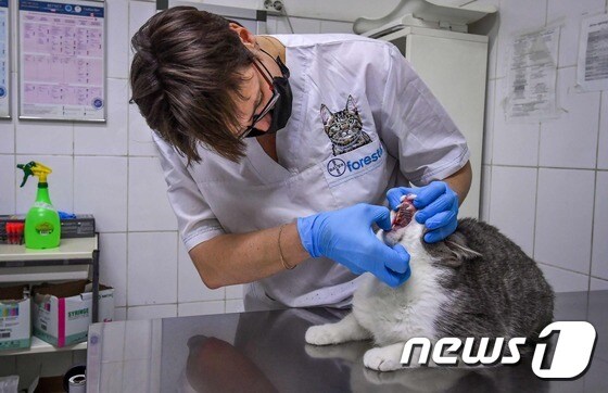 러시아에서 수의사가 고양이를 대상으로 코로나19 검사를 하고 있다. © AFP=뉴스1