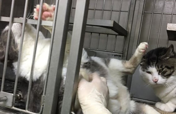 대학병원에서 고통을 수반한 실험에 이용되고 고통사 당한 고양이들. 사진 비글구조네트워크 제공 © 뉴스1