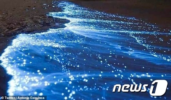 별이 쏟아진듯 파란 비취 물결이 이는 아카풀코해변 (안토니오 에스퀸카 트위터)© 뉴스1