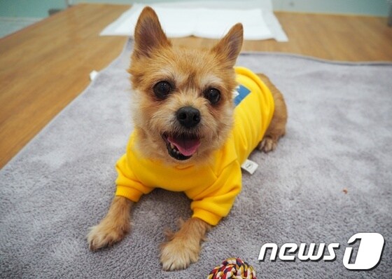 새 가족을 기다리고 있는 개 '해피'. 사진 서울동물복지지원센터 제공 © 뉴스1