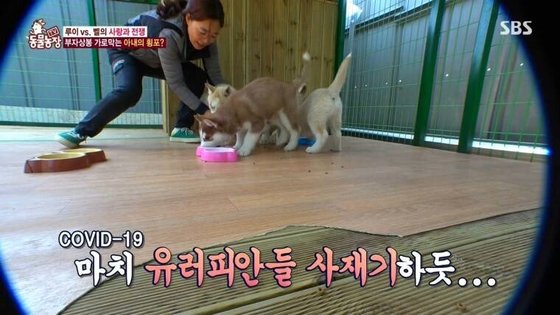 SBS 'TV 동물농장' © 뉴스1
