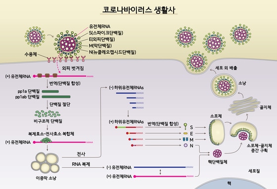 9일 기초과학연구원(IBS)은 RNA연구단을 이끌고 있는 김빛내리 서울대 생명과학부 교수(단장)와 같은 학교 장혜식 생명과학부 교수(IBS연구위원 겸임)가 신종 코로나바이러스 감염증(코로나19)의 원인인 사스코로나바이러스-2(SARS-CoV-2)의 고해상도 유전자 지도를 완성했다고 밝혔다. (기초과학연구원 제공) 2020.04.09/뉴스1