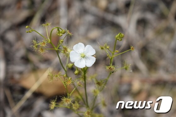 전남 신안군 압해도서 발견된 식충식물 끈끈이귀개.(신안군 제공) © 뉴스1