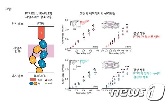 시냅스에서 PTPδ단백질과 IL1RAPL1단백질의 상호작용 및 신경전달 조절(IBS 제공)© 뉴스1